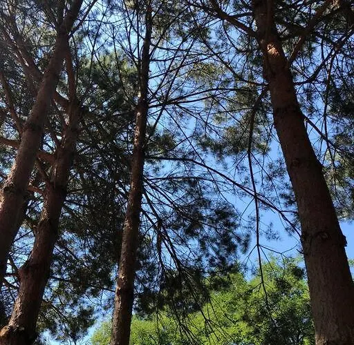 Siedlisko Musialove Nad Jeziorem 8 Osob Holiday home